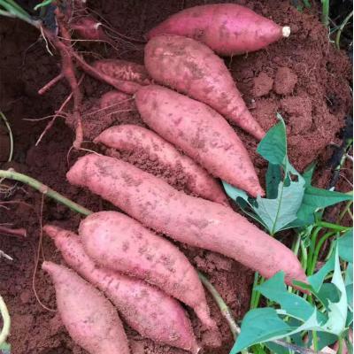 農(nóng)家紅薯新鮮番薯10斤
